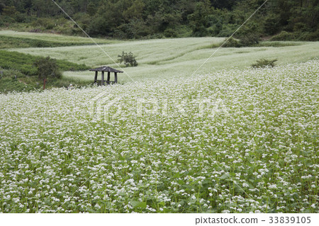 Soap, Buckwheat Field, Seok Hak Village, Jangheung County, Jeonnam 33839105