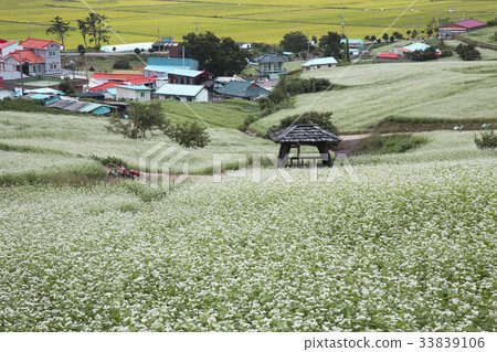 Soap, Buckwheat Field, Seok Hak Village, Jangheung County, Jeonnam 33839106