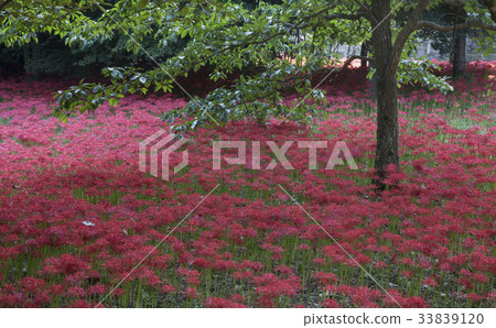 花盆，靈光郡，全南 33839120