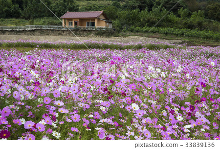 Cosmos, Okcheongpo Seonjusho Theme Park, Jeongeup, Jeonbuk 33839136