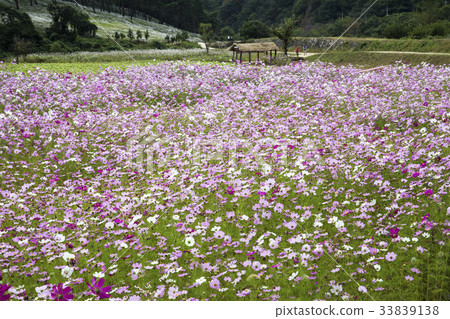 Cosmos, Okcheongpo Seonjusho Theme Park, Jeongeup, Jeonbuk 33839138