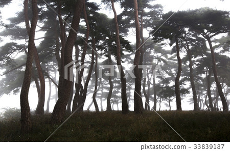 Cedar, Daewon, Boseong-gun, Jeonnam 33839187