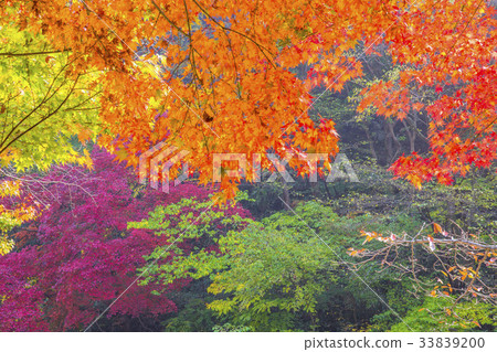 Maple trees, Busan, Jeongeup, Jeonbuk 33839200
