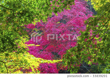 Maple trees, Busan, Jeongeup, Jeonbuk Maple trees, Busan, Jeongeup, Jeonbuk 33839201