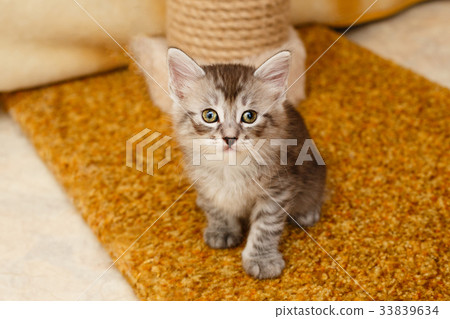 Cute kitten Cute kitten 33839634