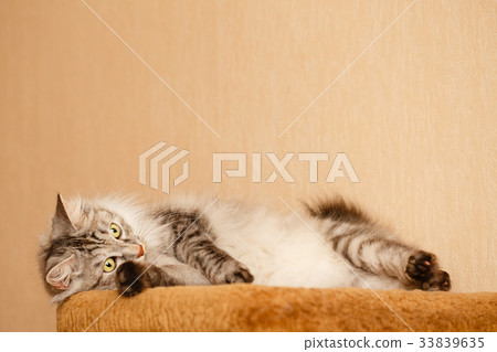 Fluffy cat 33839635