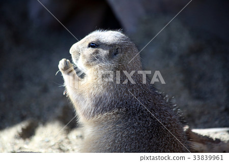Prairie dog 33839961