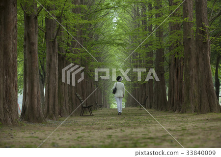 Metasequoia, Yeongwol-gun, Gangwon-do Metasequoia, Yeongwol-gun, Gangwon-do 33840009