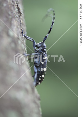 Alicante Alicante 33840106