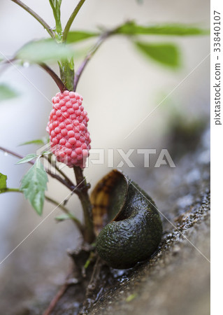 Coagulant, coagulant 33840107