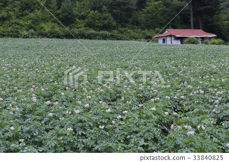 土豆花，土豆田，洪川郡，江原道 33840825