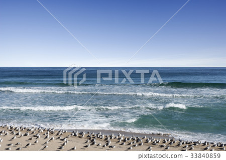 Seagull, Youngdeok-gun, Gyeongbuk Seagull, Youngdeok-gun, Gyeongbuk 33840859