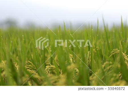 rice plant 33840872