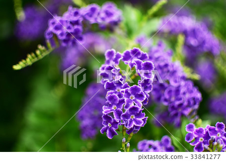 Juranta Takara Erika 33841277