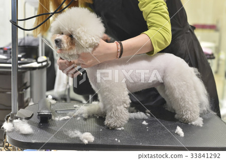 Bichon Fritze,狗美髮師 Bichon Fritze,狗美髮師 33841292