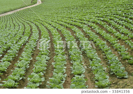Chinese cabbage field, Anbendegi, Wangsan-myeon, Gangneung-si, Gangwon-do 33841356