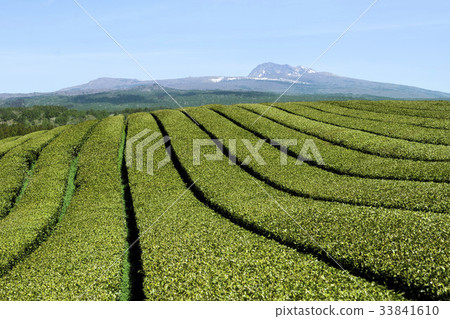 綠茶領域，Doosun茶，Halla山，西歸浦市，濟州島 33841610