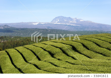綠茶領域，Doosun茶，Halla山，西歸浦市，濟州島 33841611