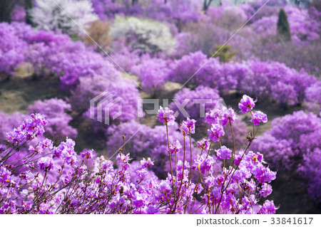 Azalea, Wanmisan, Bucheon, Gyeonggi-do 33841617