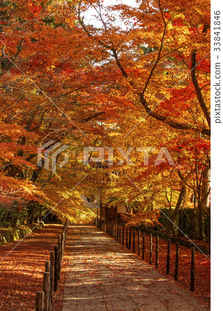 Kyoto Komyoji Temple Autumn leaves in the fall Kyoto Kyoto image 33841846