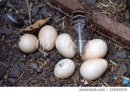 Peacock eggs and feather on the ground 33842014