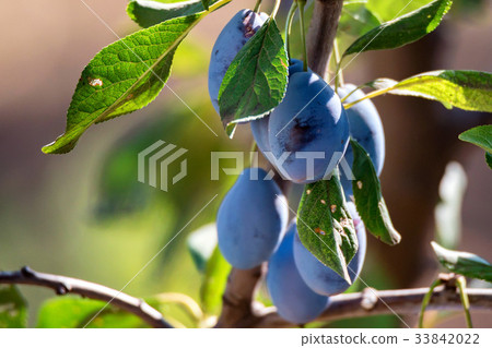 Wild plum fruit grow on branch Wild plum fruit grow on branch 33842022