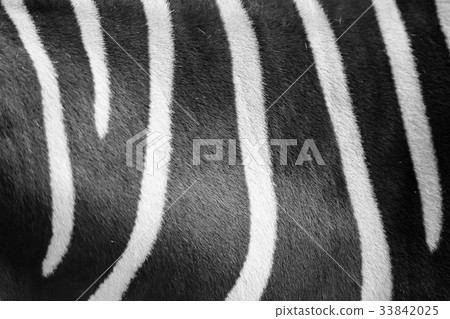 Close up zebra skin pattern black and white Close up zebra skin pattern black and white 33842025