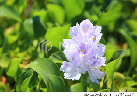 Water hyacinth flowers Water hyacinth flowers 33842137