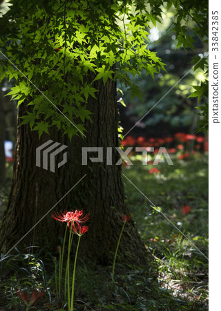 Maple leaves, flower pot, Yeonggwang-gun, Jeonnam 33842385