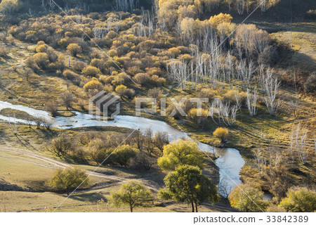 Birch, Inner Mongolia, China Birch, Inner Mongolia, China 33842389