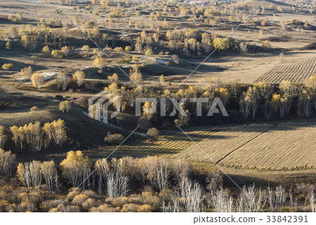 Birch, Inner Mongolia, China Birch, Inner Mongolia, China 33842391