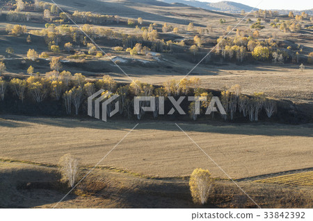 樺木,內蒙古,中國 樺木,內蒙古,中國 33842392