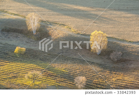 Birch, Inner Mongolia, China 33842393