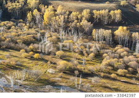 Birch, Inner Mongolia, China Birch, Inner Mongolia, China 33842397
