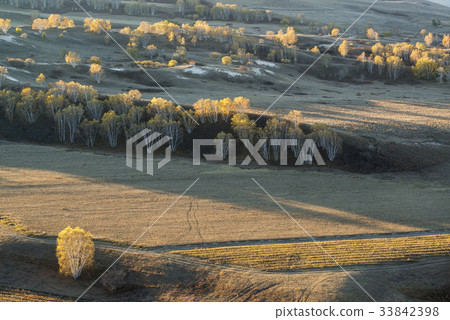 Birch, Inner Mongolia, China 33842398