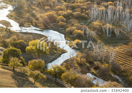 Birch, Inner Mongolia, China 33842400
