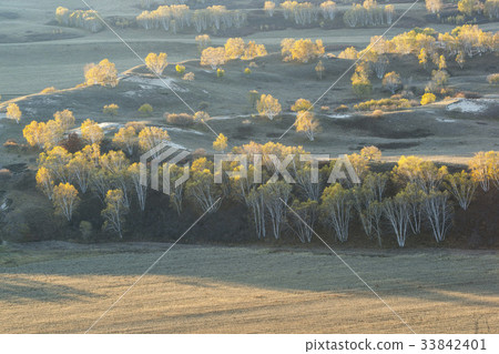 Birch, Inner Mongolia, China 33842401