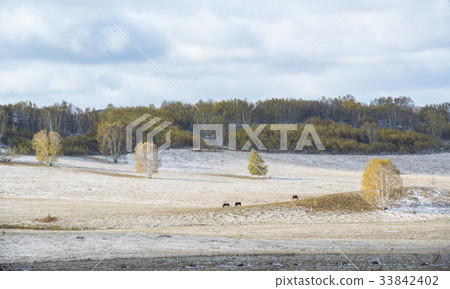 Horse, Birch, Inner Mongolia, China 33842402