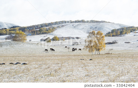 Horse, Birch, Inner Mongolia, China 33842404