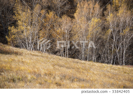 Birch, Inner Mongolia, China 33842405