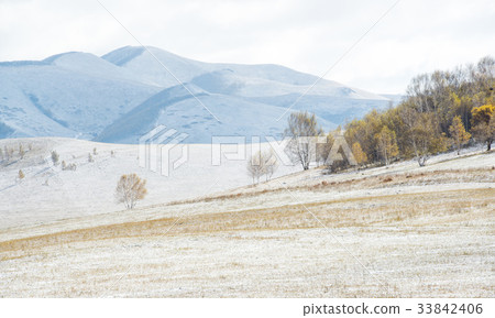 Birch, Inner Mongolia, China Birch, Inner Mongolia, China 33842406