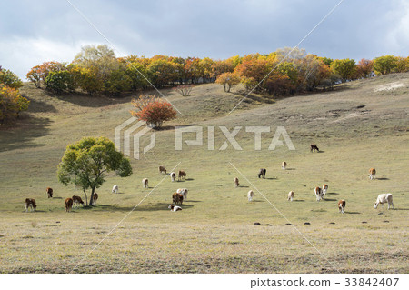 Cattle, Inner Mongolia, China Cattle, Inner Mongolia, China 33842407