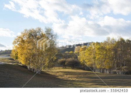 Birch, Inner Mongolia, China 33842410