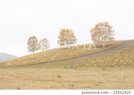 Birch, Inner Mongolia, China 33842420