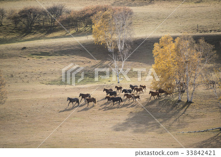 Horse, Birch, Inner Mongolia, China 33842421