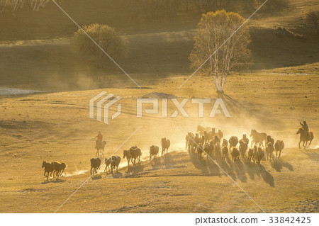 Horse, Inner Mongolia, China 33842425