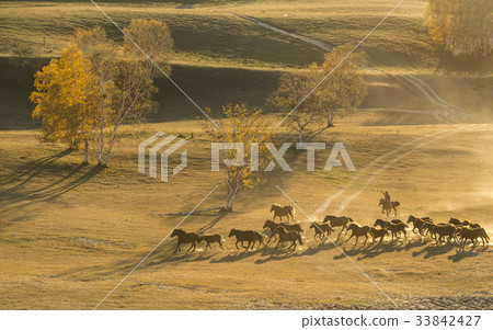 Horse, Inner Mongolia, China 33842427