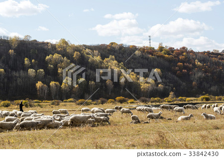 Yang, Inner Mongolia, China 33842430