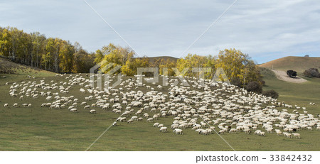 Yang, Inner Mongolia, China 33842432