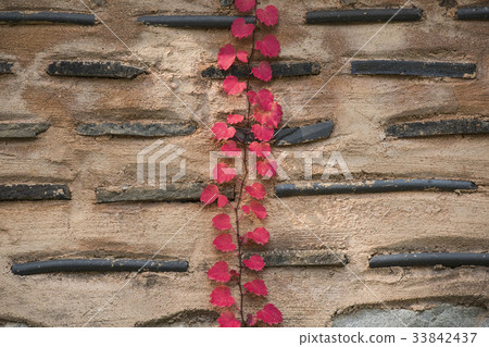 Ivy, Hoam Art Museum, Yongin-si, Gyeonggi-do 33842437